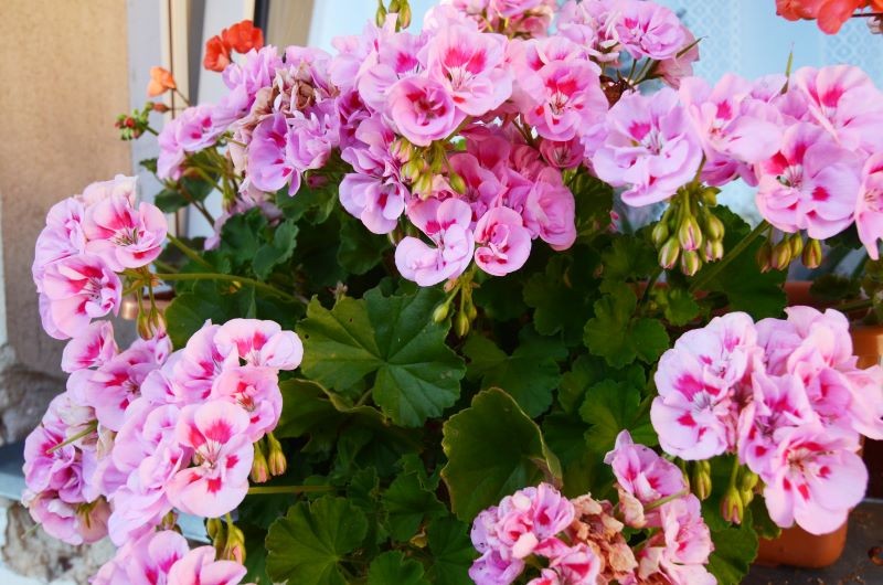 Pelargonie po zimowaniu bujnie się rozrosną i pięknie zakwitną.