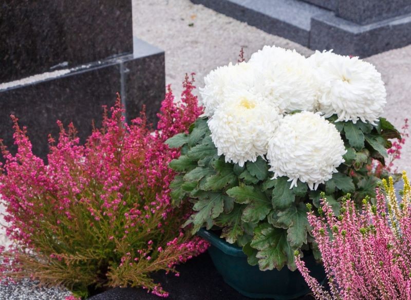 Wrzosy i wrzośce są niebanalną dekoracją nagrobka.