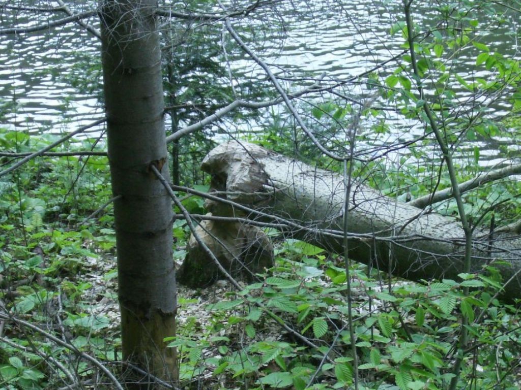 Podróże, DZIKA  FLORA  I  FAUNA  SZCZAWNICY - DZIKA NATURA