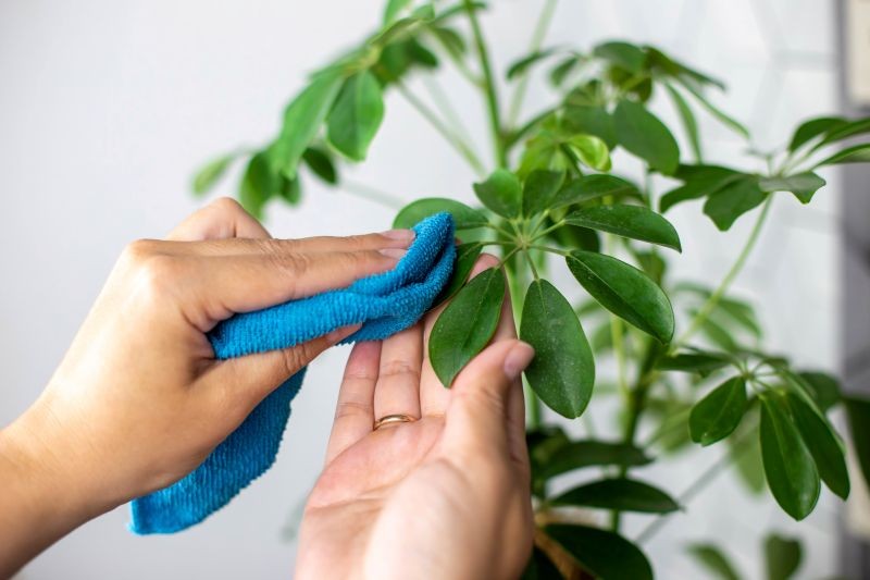 Szeflerę warto zraszać i przecierać jej liście z kurzu.