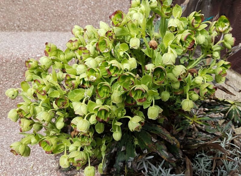 Ciemiernik cuchnący wcale nie pachnie tak nieprzyjemnie, jak wskazuje na to jego nazwa.