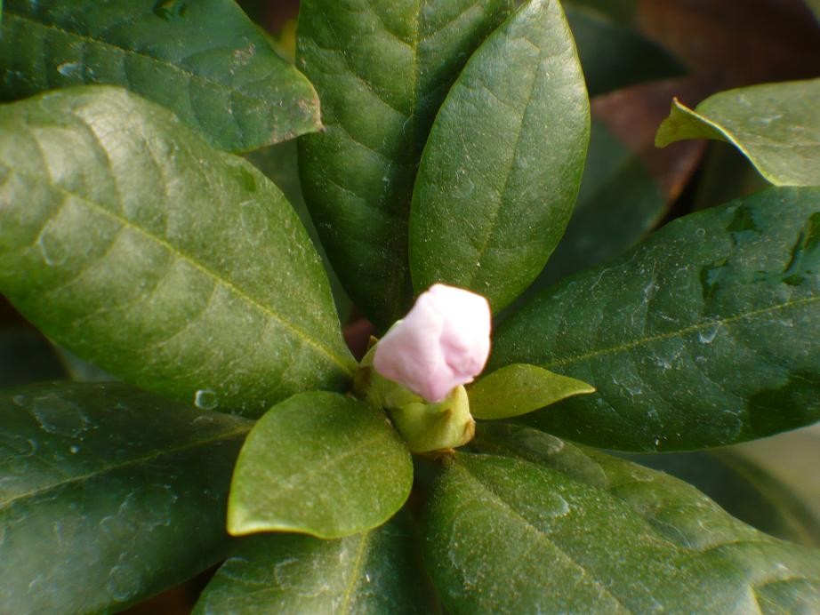 Pozostałe, Wrzesień w ogrodzie ............... - ...............i rododendron w pąkach..........