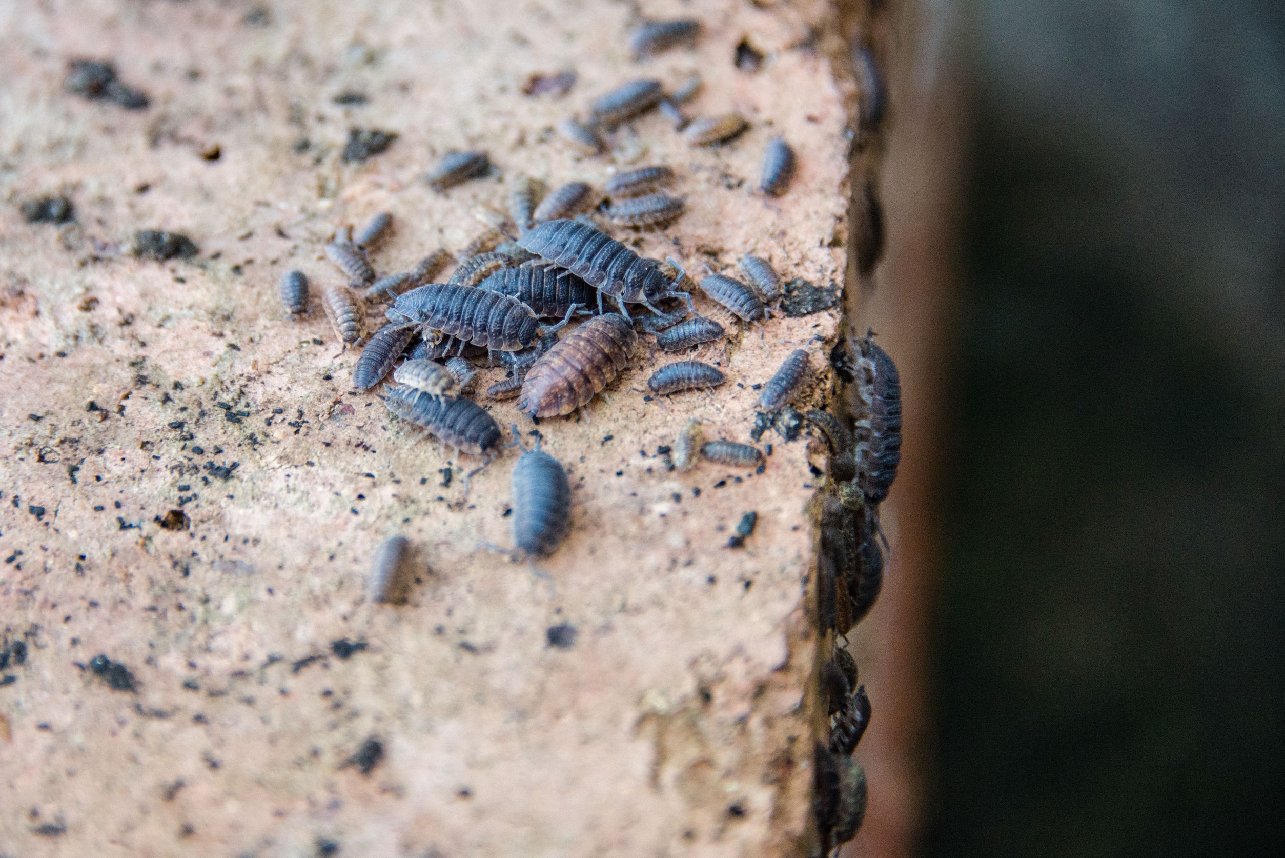 What Does A Rolly Polly Eat 16 - lnrv3f1