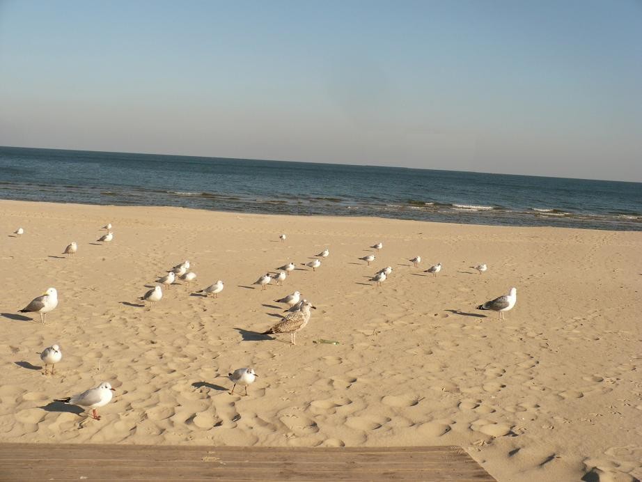 Pozostałe, Coraz bliżej wiosna i coraz bliżej święta........... - ............i plaża...............