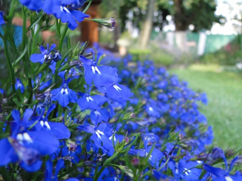 Pozostałe, Nasz kochany ogródeczek - Lobelia...