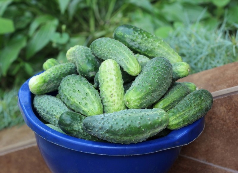 kiedy najlepiej posiać ogórki