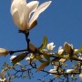 Rośliny, Majówka .................. - ....................i biały kwiat magnolii.....................