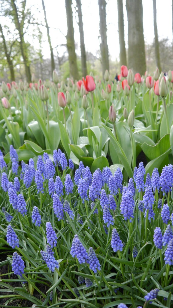 Pozostałe, Keukenhof