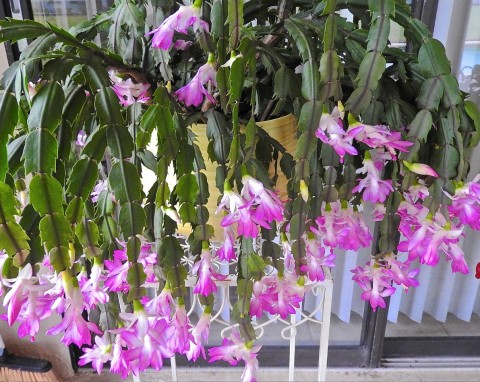 Mój grudnik kwitnie nawet do lutego. Co 2 tygodnie podlewam go naturalnym naparem