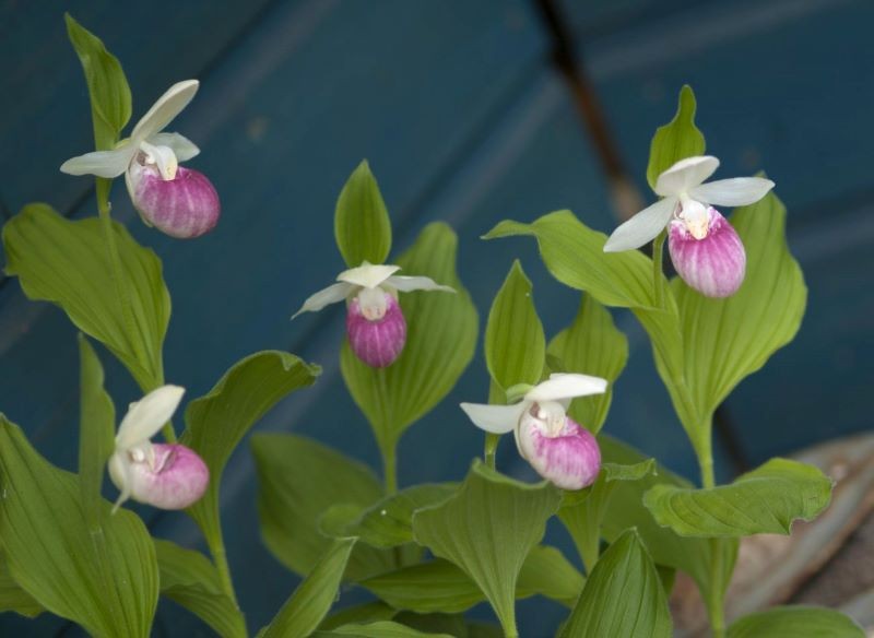 Obuwik królewski może stać się najwspanialszą ozdobą ogrodu.
