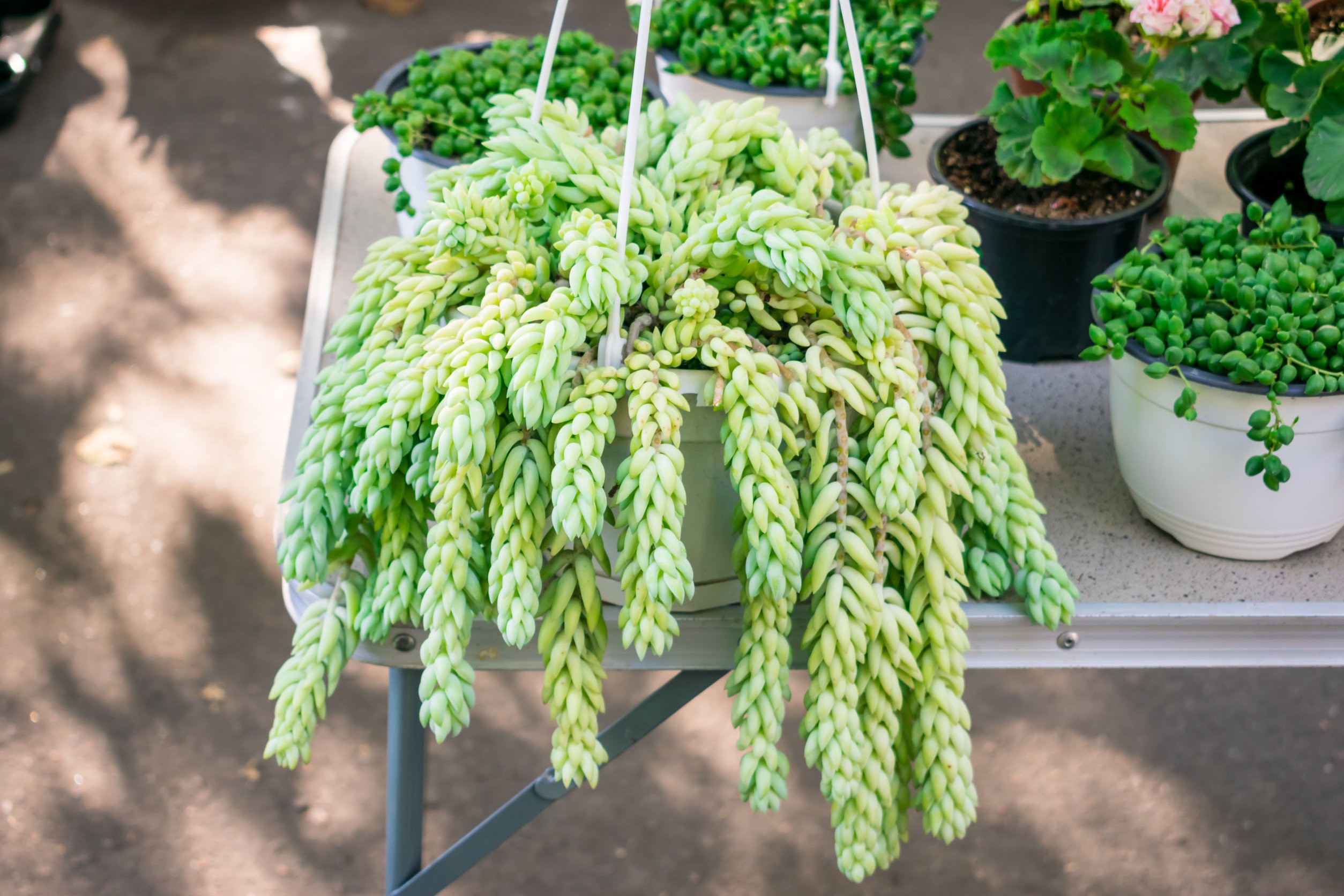 sedum burrito