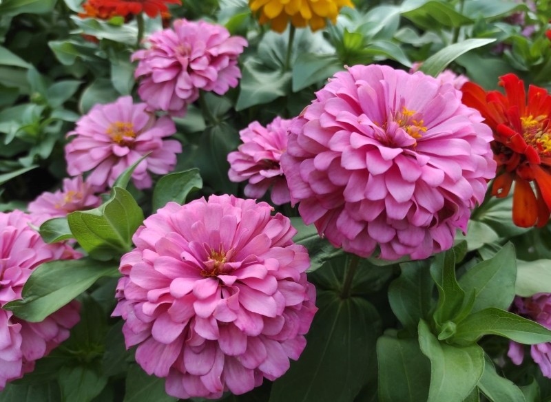 jak przedłużyć kwitnienie cynii