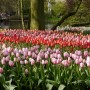 Pozostałe, Keukenhof