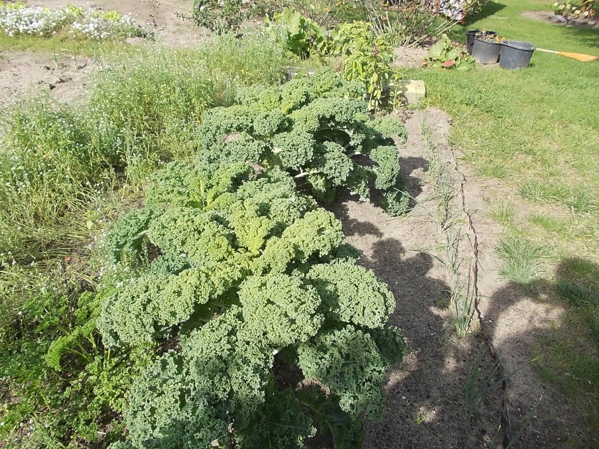 Ogród, Sprzedałam swoją działkę w ROD /1993-2019/ - Dobrze, że są fotografie