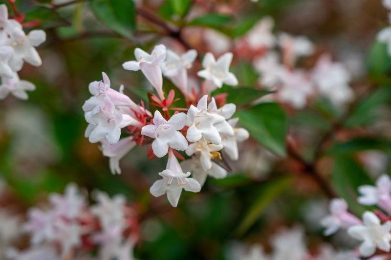 Jakie krzewy ozdobne można sadzić w sierpniu? Warto wybrać abelię wielkokwiatową.