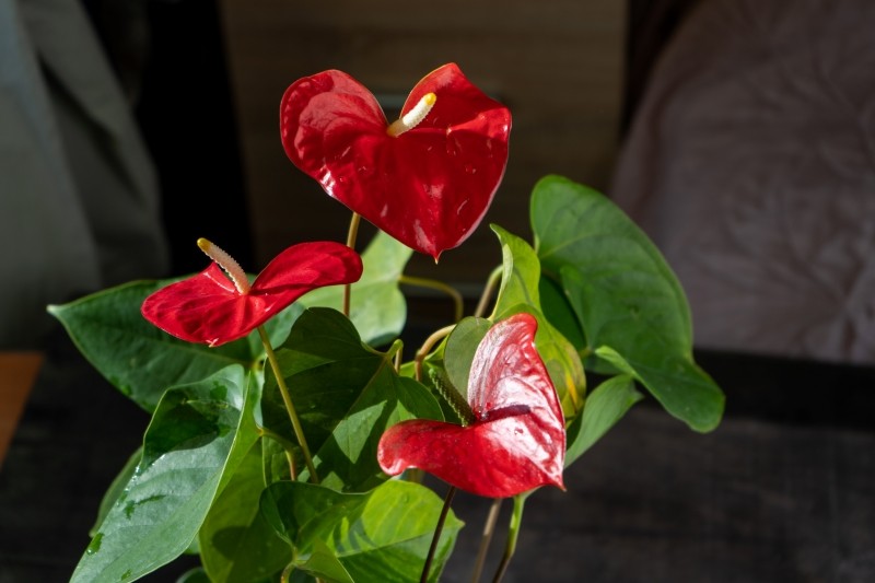 jak w zimie dbać o anturium