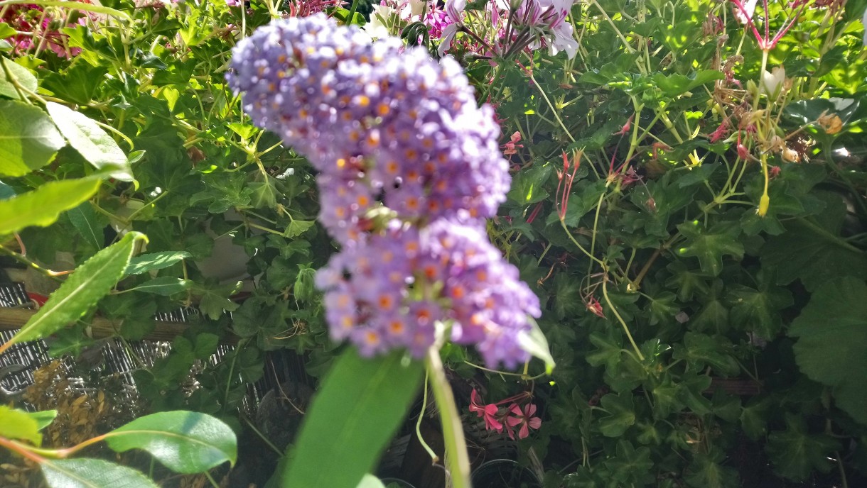 Balkon, Lato na balkonie.............moje datury........... - ................budleja...............