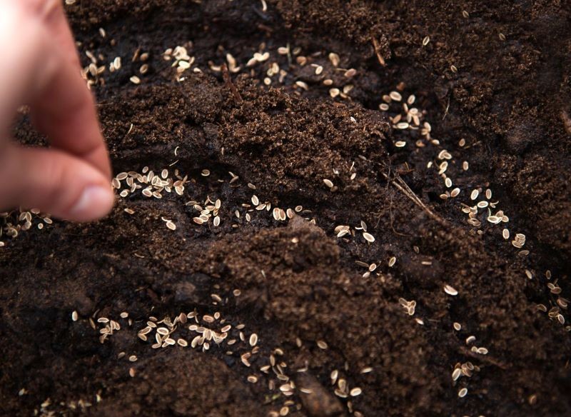 Koper można siać rzutowo lub punktowo. 
