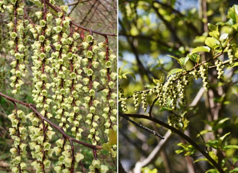 uprawa stachiutka wczesnego