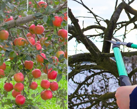 Przycinanie jabłoni zimą. Sprawdź odmiany, u których zabieg podwaja plony