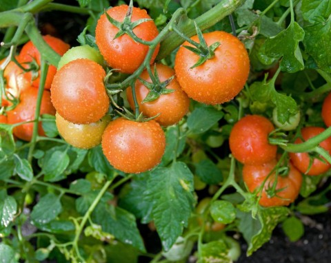 To najlepsze, co możesz podać pomidorom na początku lata. Nawożenie popiołem drzewnym