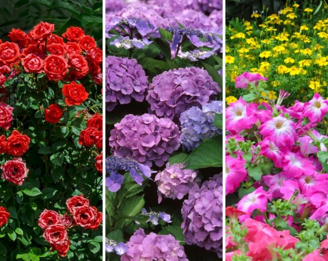 10 najdłużej kwitnących roślin w ogrodzie. Kolorowy ogród aż do późnej jesieni