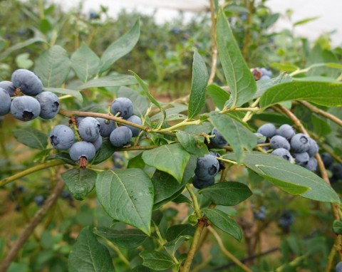 Czego nie sadzić obok borówki amerykańskiej? Będą hamować jej wzrost i zmniejszać plony