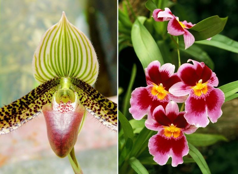 Storczyk miltonia i Paphiopedilum występują w wielu kolorach.