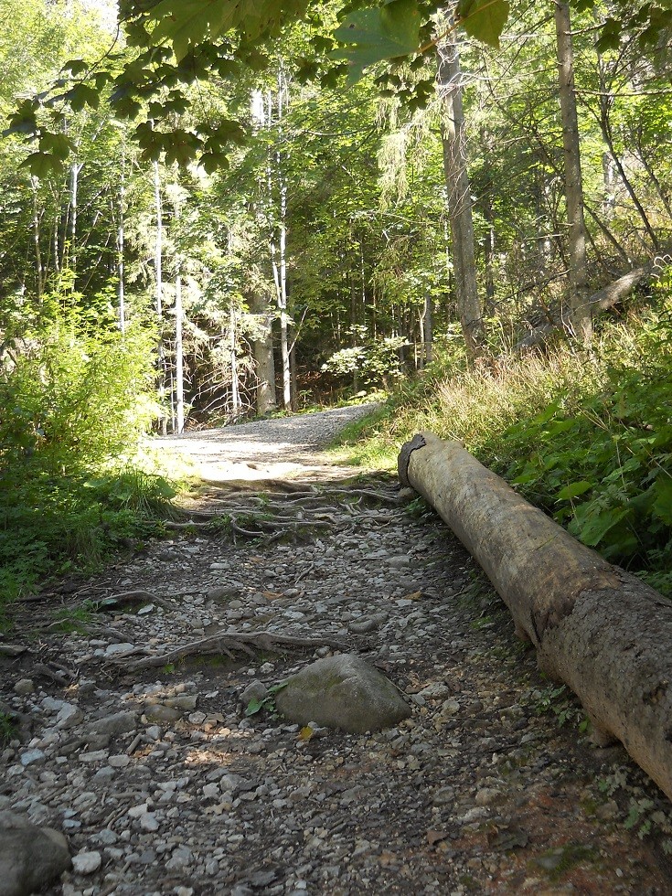 Pozostałe, Zakopane w foto - pigułce. Część piąta: Dolina Kościeliska. - Stąd już podejście do Jaskini Mroźnej...Miałam w planach, ale wystąpiły okoliczności, których nie mogłam zlekceważyć.