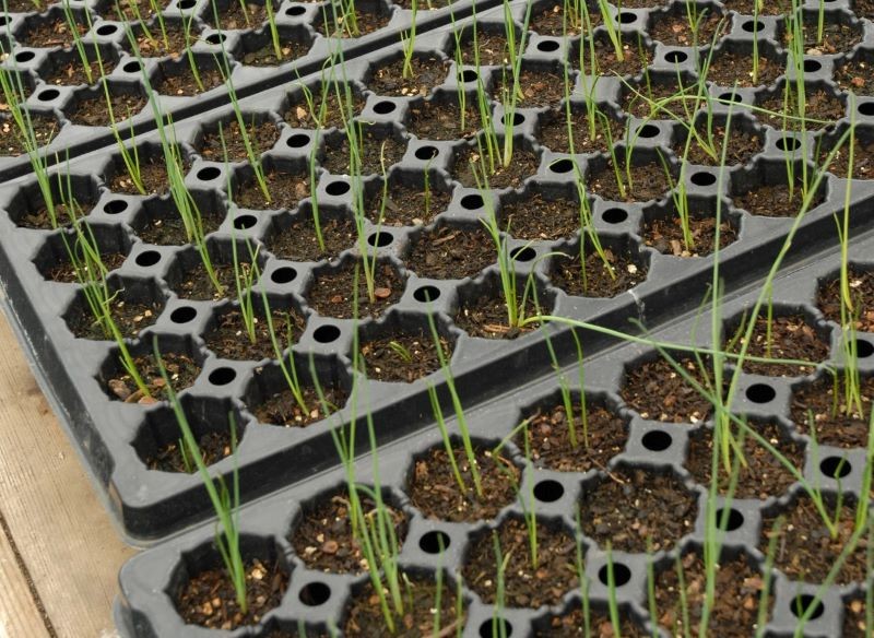 Pory możemy najlepiej siać na rozsadę pojedynczo do wielodoniczek.