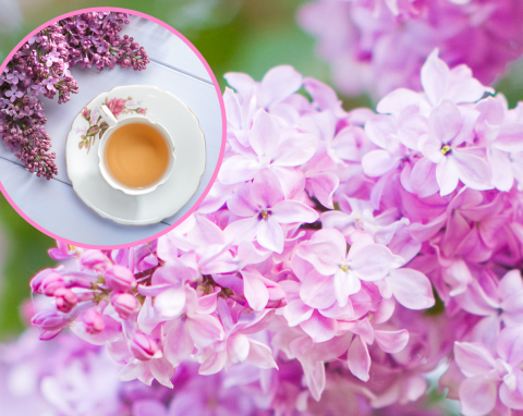 Lilak pospolity – ozdabia ogród i wzmacnia zdrowie. Poznaj jego właściwości lecznicze