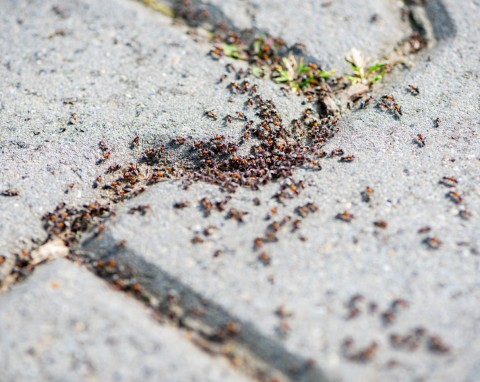 Czesi wsypują do gniazda mrówek. To najlepszy sposób na pozbycie się ich z ogrodu