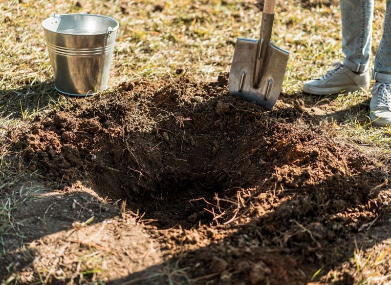 Dół, w którym posadzimy drzewo, musi być co najmniej dwa razy szerszy niż bryła korzeniowa rośliny.