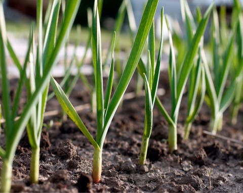 Zaplanuj siew i sadzenie tych roślin w ogrodzie. Odstraszają szkodniki i chronią swoje sąsiedztwo
