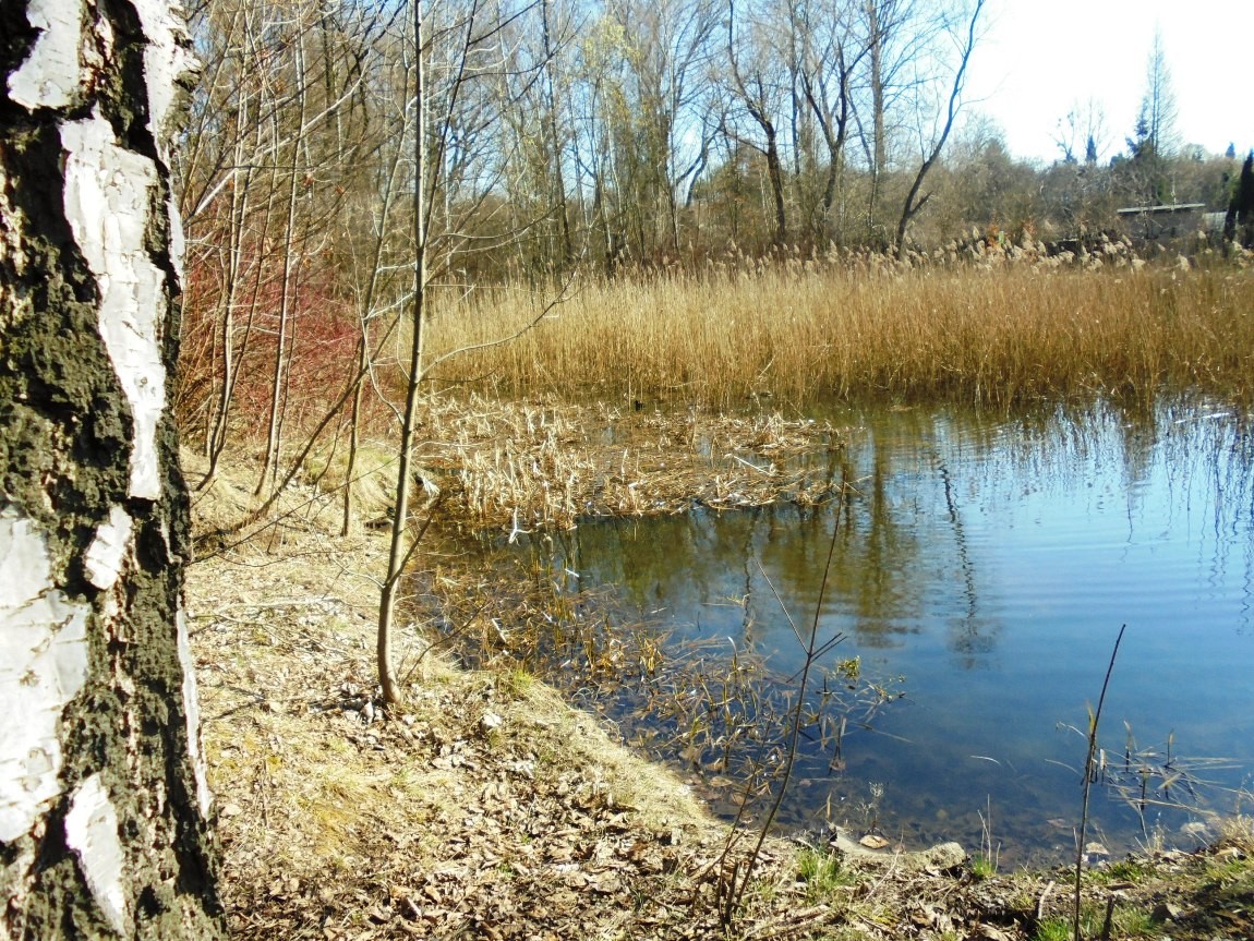 Leśne klimaty, WIOSENNIE  W  NATURZE