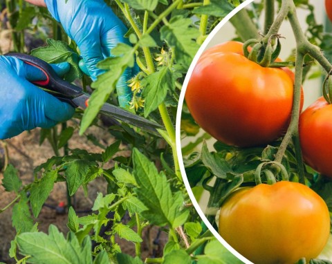 Usuwanie liści pomidorów. Jeśli źle to zrobisz, narobisz więcej szkody niż pożytku