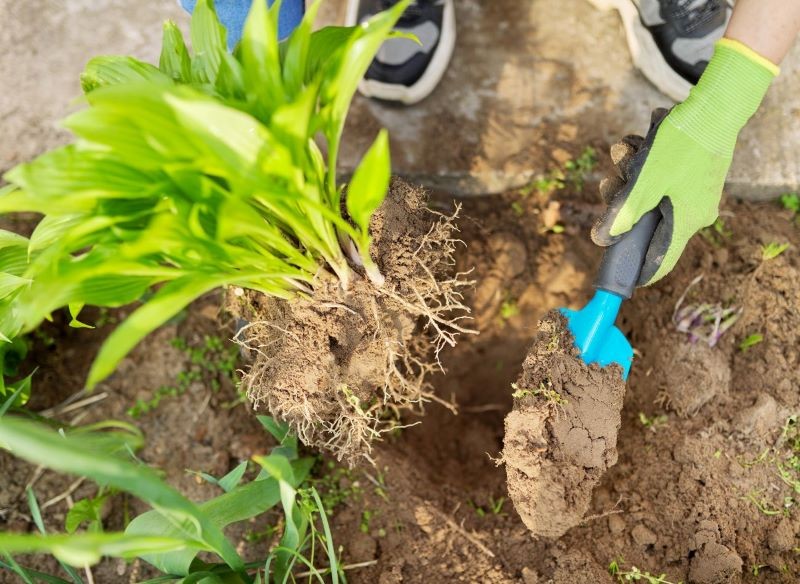 Roślinę wykopujmy z ostrożnością, aby nie uszkodzić korzeni.