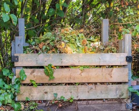 Czy larwy w kompostowniku są pożyteczne? Ich obecność ma sporo zalet