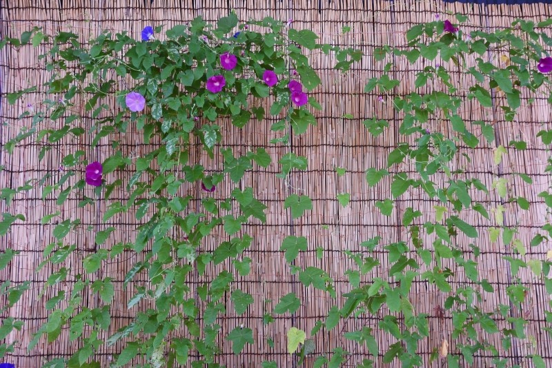 jaka osłona na ogrodzenie z siatki