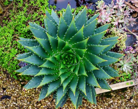 Ogrodnicy polują na sadzonki, bo trudno kupić go w sklepie. Wygląda majestatycznie i jest chroniony