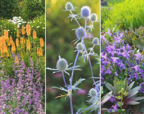 Najpiękniejsze letnie byliny do ogrodu. Lista roślin