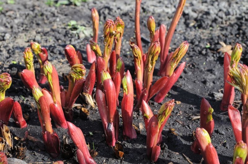 Pielęgnacja piwonii na przedwiośniu przygotowuje je do kwitnienia.