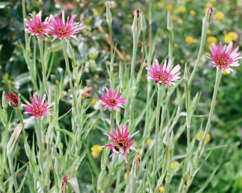 Salsefia – mało znane, ale bardzo wartościowe warzywo. Uprawa, zbiór i zastosowanie