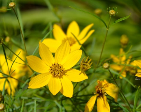 Nachyłek okółkowy (Coreopsis verticillata)