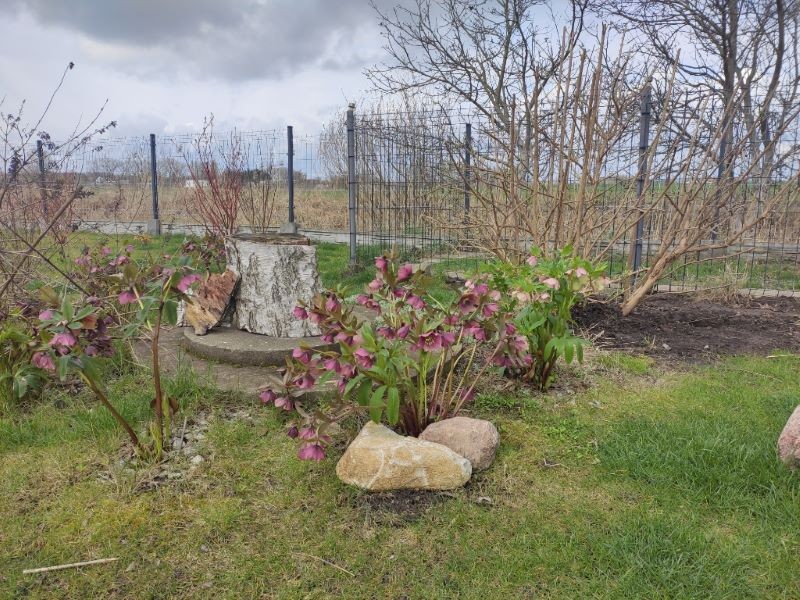 Ciemierniki zdobią ogrody zimą i na przedwiośniu, gdy inne rośliny jeszcze nie kwitną.