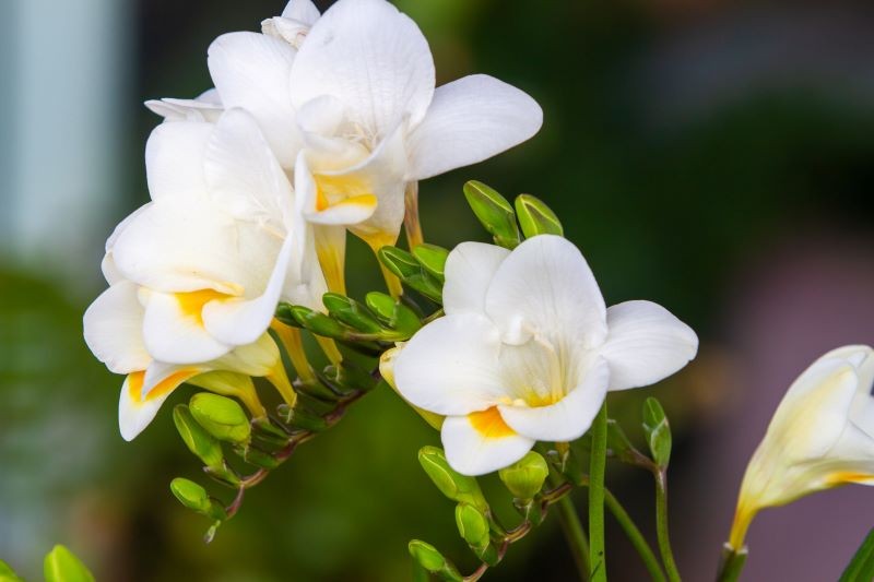 Frezja zapachem wynagrodzi trudy uprawy.