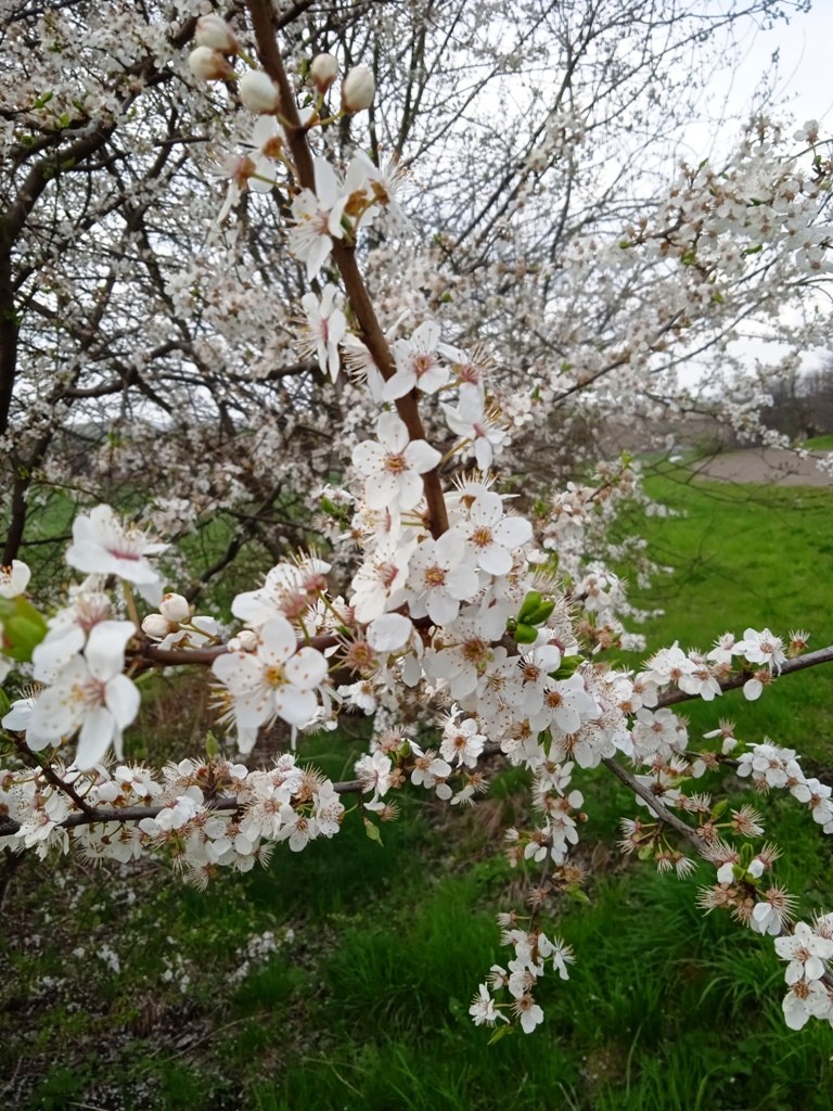 Podróże, BIAŁO - ZIELONY  KWIECIEŃ