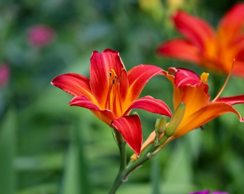 Jak uprawiać liliowce w ogrodzie? Te wskazówki gwarantują sukces