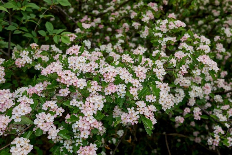 Atutem głogu jest jego wiosenne kwitnienie.