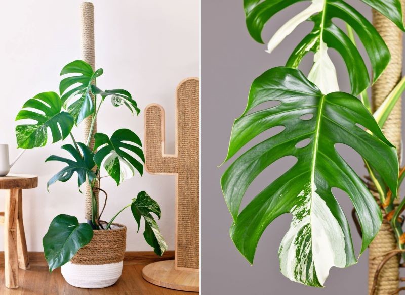 Monstera deliciosa 'Variegata' to odmiana trudna do zdobycia.